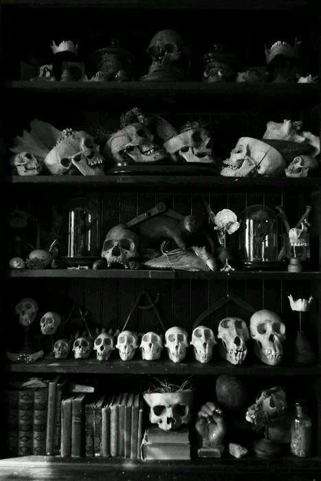 Cabinet-de-curiosités-crânes