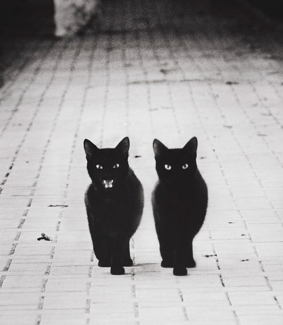 Deux-chats-noirs