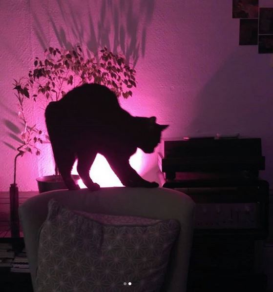 Mon-chat-noir-Calin